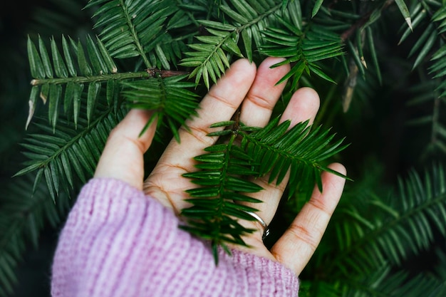 Naaldbladeren in de hand van een vrouw