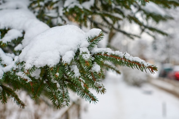 Naaldboomtak bedekt met sneeuw in de winter. fir-tree bevroren takken voor nieuwjaar.