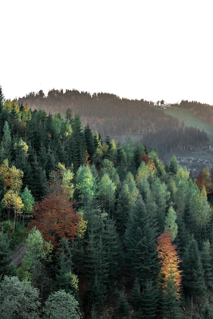 Naaldbos in de bergen natuurlijke achtergrond