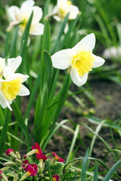 Narcissus bloemen