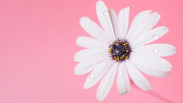 Gratis foto natte madeliefje op roze