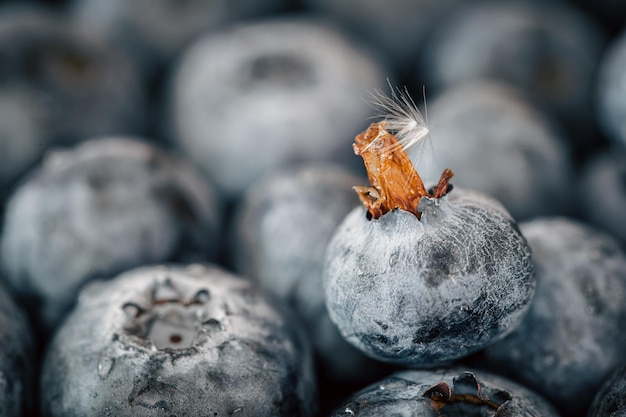 Gratis foto natte rijpe bosbessen close-up macro shot