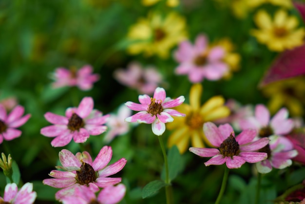 natuur bloem zomer oranje kleurrijke