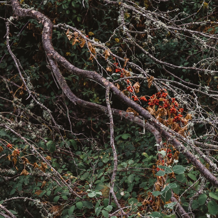 Gratis Foto natuur concept met takken