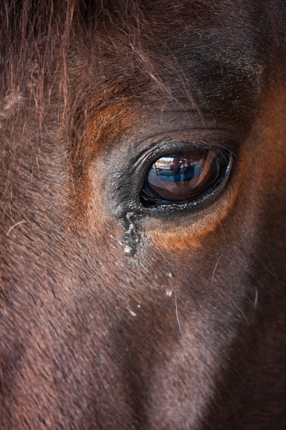 Gratis foto natuur & dieren