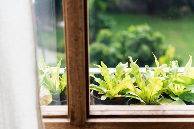 Natuur groen wilde plant concept