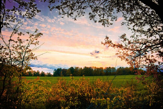 Natuur landschap in de zomer.