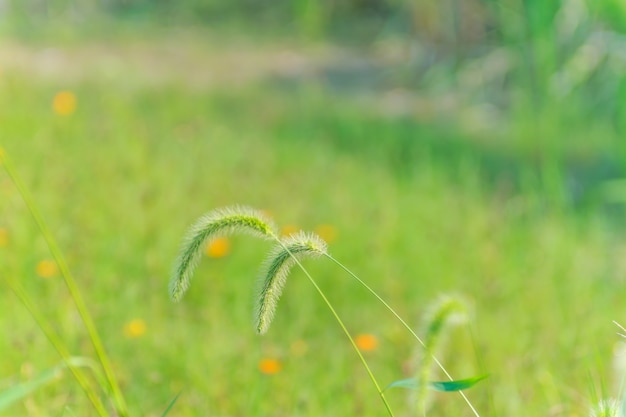 Natuur nat helder zomer veld