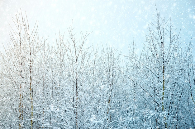 Natuur winter achtergrond.