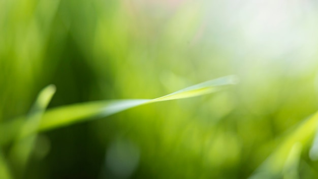 Natuurlijk gras close-up