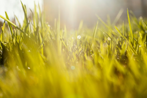 Natuurlijk gras close-up