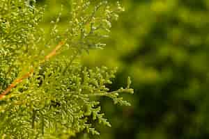 Gratis foto natuurlijk gras close-up