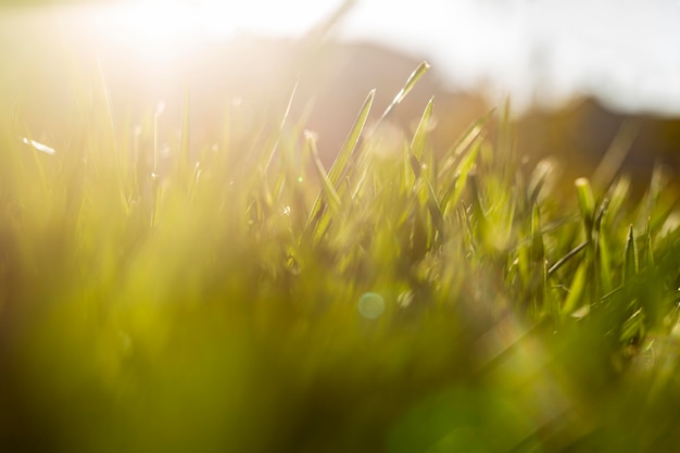 Natuurlijk gras close-up