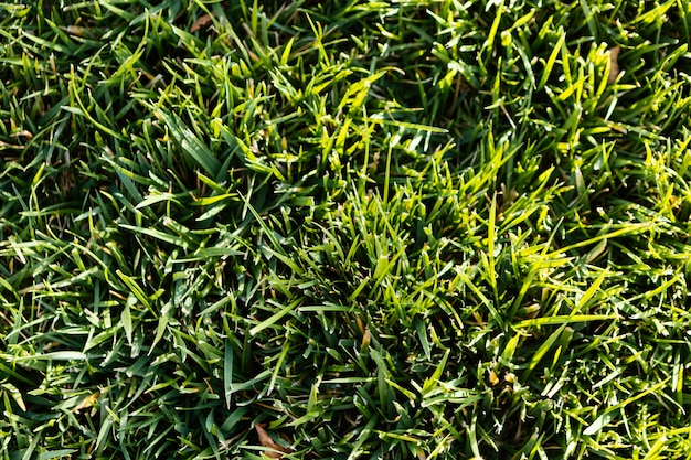 Natuurlijk gras close-up