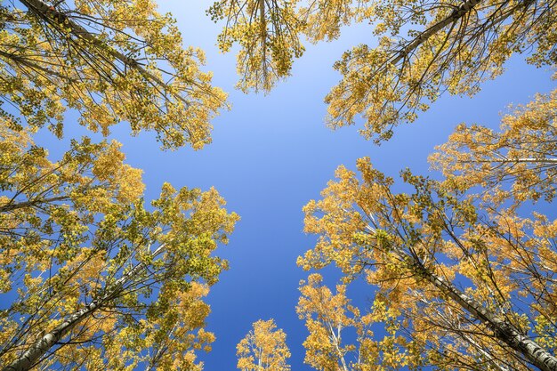 Natuurlijk landschap te bekijken