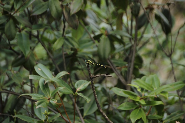 Natuurlijk landschap