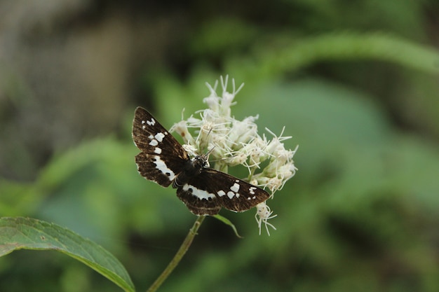 Gratis foto natuurlijk landschap