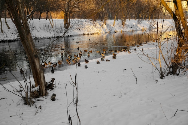 Gratis foto natuurlijk mooi landschap met rivier