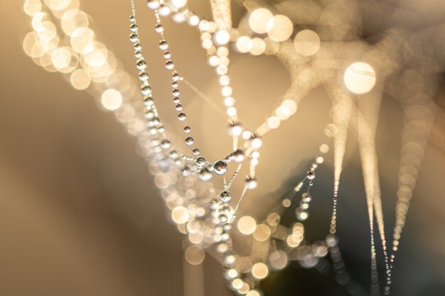 Natuurlijke abstracte achtergrond met kristaldauwdruppels op een spinnenweb in zonlicht met bokeh.
