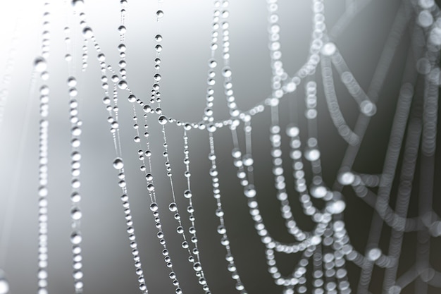 Natuurlijke abstracte achtergrond met kristaldauwdruppels op een spinnenweb.