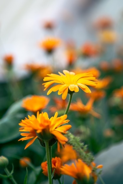 Natuurlijke achtergrond met feloranje bloemen tussen het gebladerte