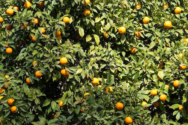 Natuurlijke achtergrond met groene bladeren en sinaasappelen