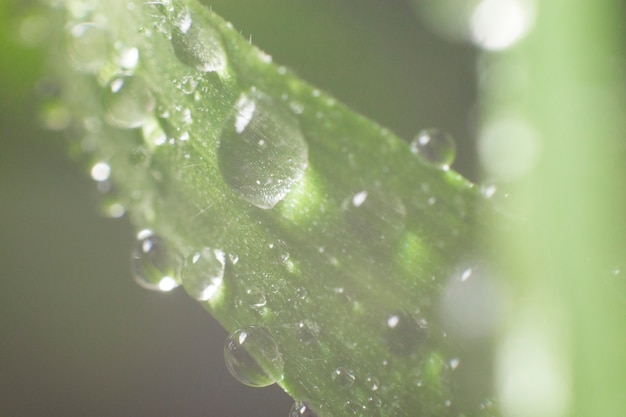 Natuurlijke achtergrond met regendruppels