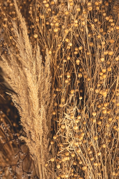 Natuurlijke achtergrond met veldplanten, droog riet en gedroogde bloemen