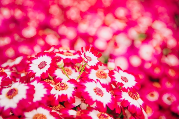 Natuurlijke achtergrond van heldere roze cinerariabloemen