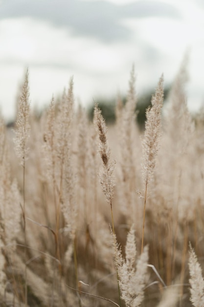 Gratis foto natuurlijke achtergrond, veld van aartjes.