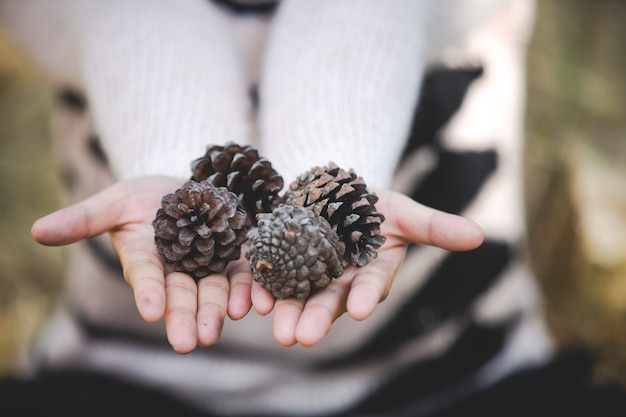 Natuurlijke dennenappels in de hand