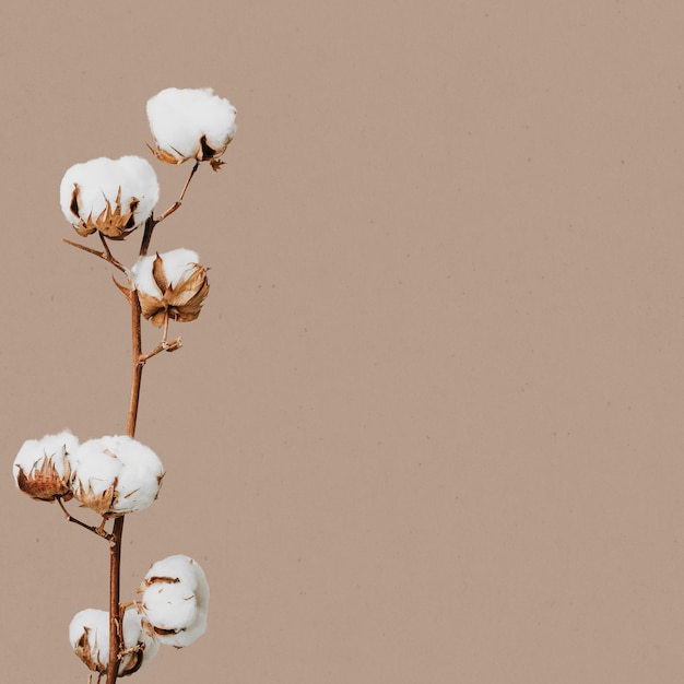 Natuurlijke gedroogde bloem bloemen