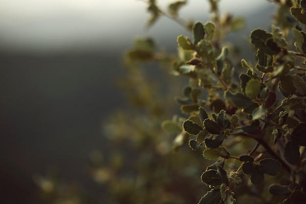 Gratis foto natuurlijke groene bladeren met vage achtergrond