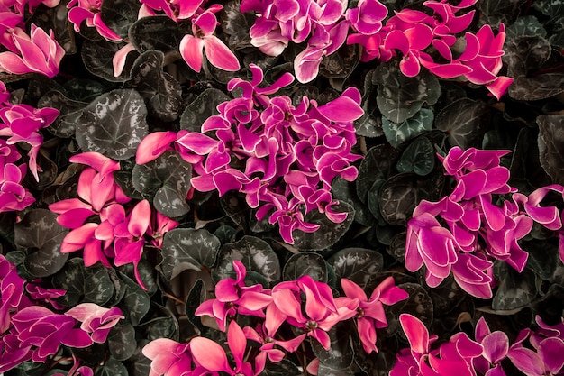 Natuurlijke mooie achtergrond met veel cyclamen. Het concept van een natuurlijke plant achtergrond. Cyclamen in een pot, bloeiend met kleurrijke grote bloemen.