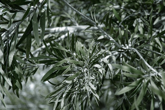 Natuurlijke olijfboombladeren