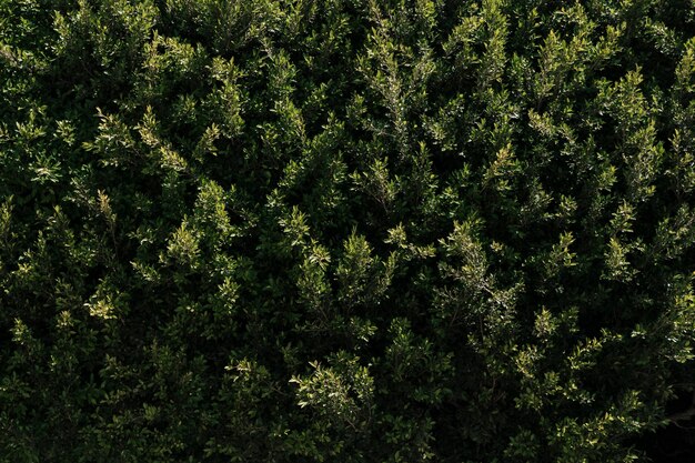 Natuurlijke vegetatie textuur