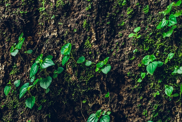 Gratis foto natuurtextuur stenen muur met groen