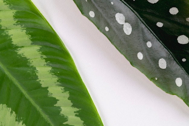 Gratis foto nephthytis plant blad op witte achtergrond
