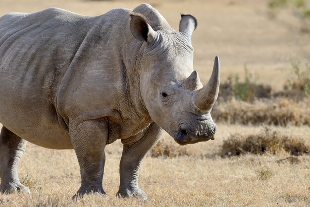 Neushoorn op savanne in Nationaal park van Afrika