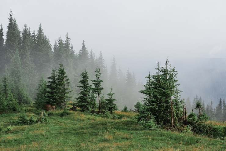 Gratis Foto nevelig karpaten berglandschap met sparrenbos, de toppen van bomen die uit de mist steken.