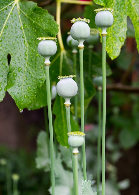 Gratis foto niet-gebloeid gemeenschappelijke madeliefjebloemen omgeven door groene bladeren