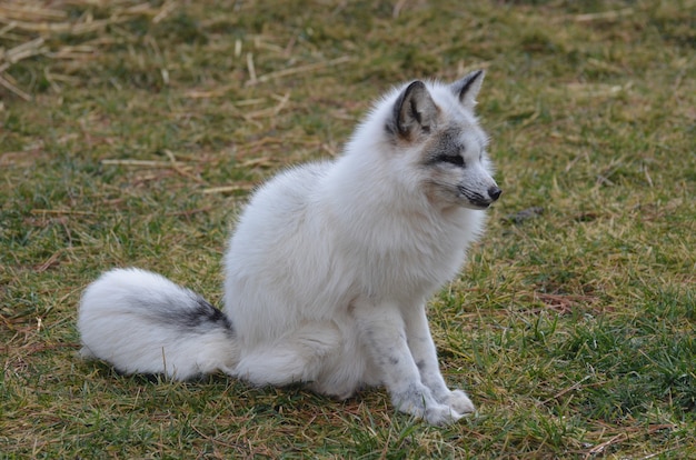 Nieuwsgierige en contemplatieve snelle vos in het wild