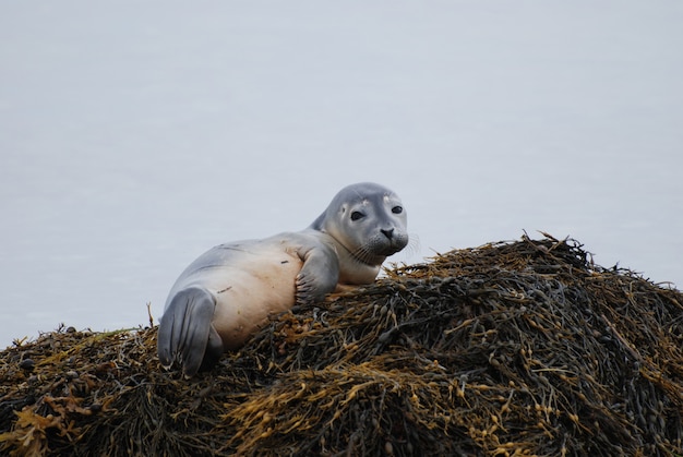 Nieuwsgierige uitdrukking op het gezicht van een baby gewone zeehond