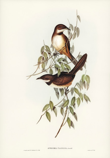 Noisy Brush-bird (Atrichia clamosa) geïllustreerd door Elizabeth Gould