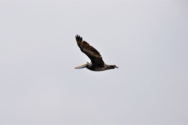 Noordelijke jan-van-gent zeevogel die onder de heldere hemel vliegt