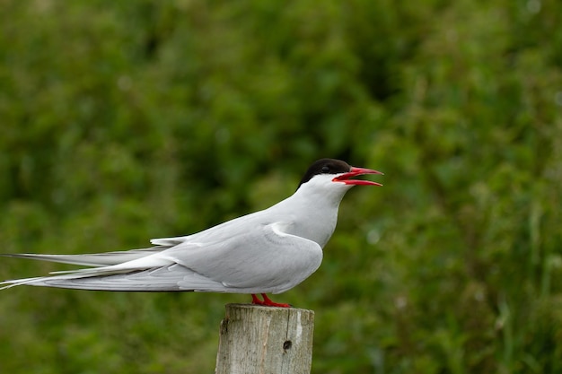 Gratis foto noordse stern (sterna paradisaea) vogel in farne islands, engeland,