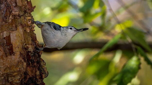 Nuthatch met witte borst