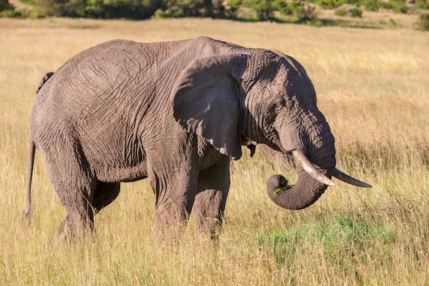 Olifant die in de savanne loopt