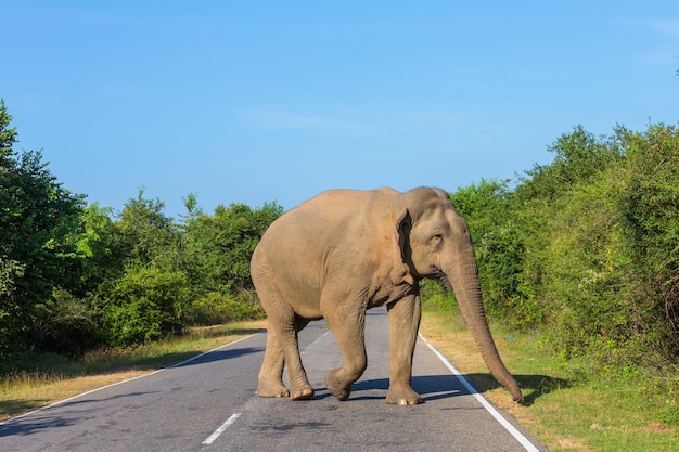 Olifant op de weg