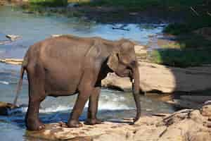 Gratis foto olifant op sri lanka